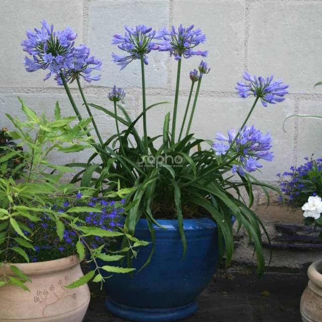 Agapanthus PITCHOUNE® Blue 'SCRAREY09' - en pot (Sapho)